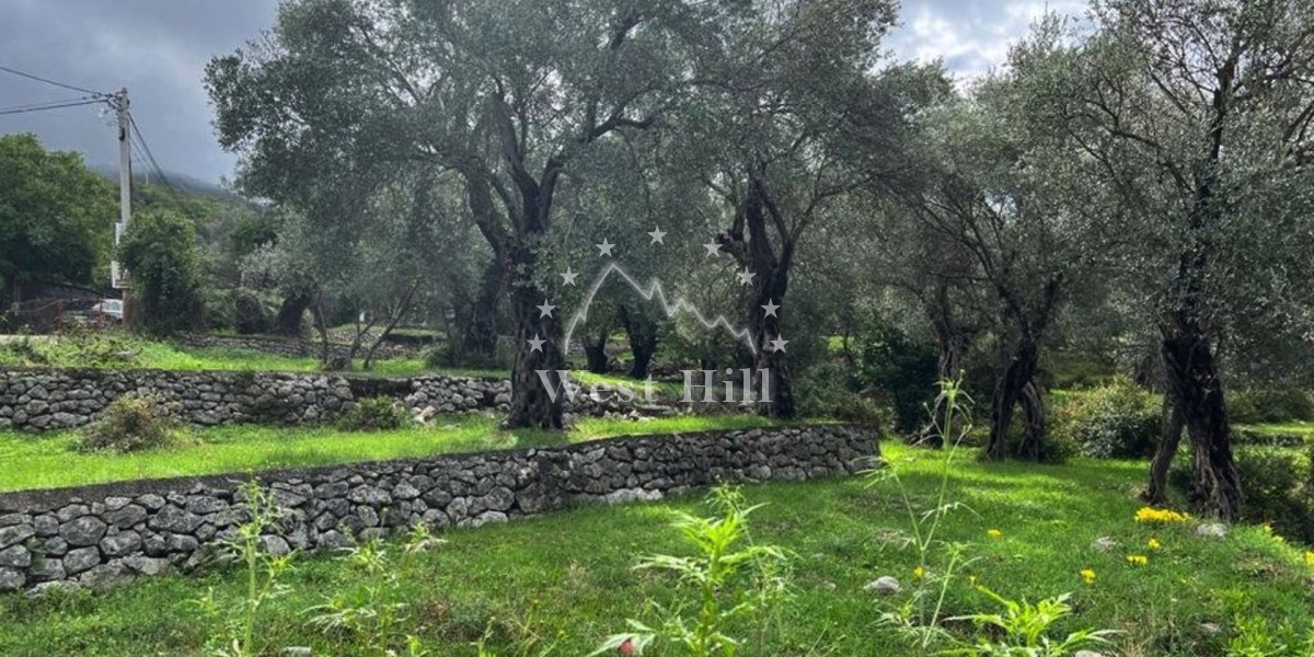 Parcele u masliniku sa pogledom na more i stari Bar